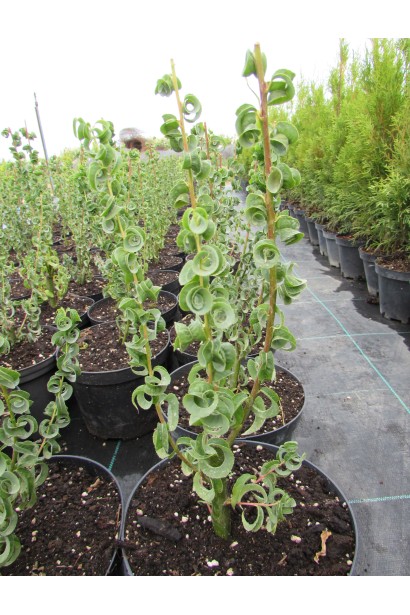 Верба кучерява Кріспа в горщиках 3 л